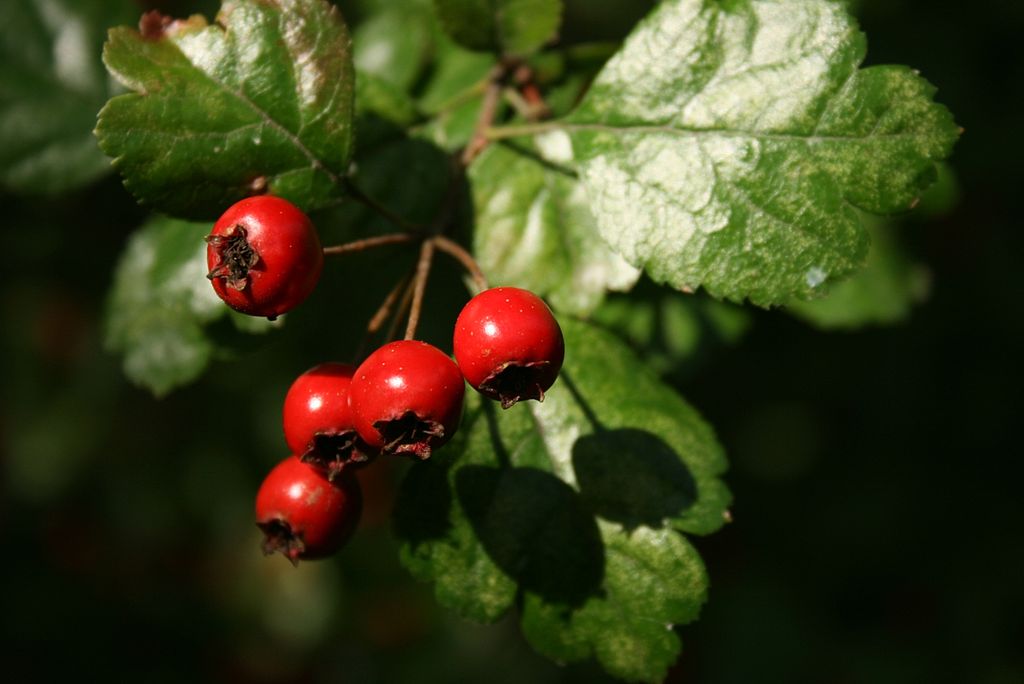 1024px-Crataegus-laevigata-berries