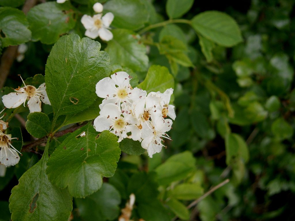 1024px-Crataegus_laevigata_001