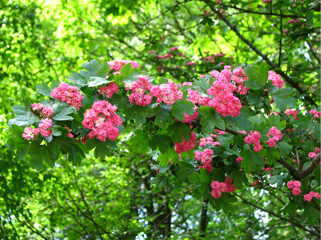 1024px-Crataegus_laevigata_02