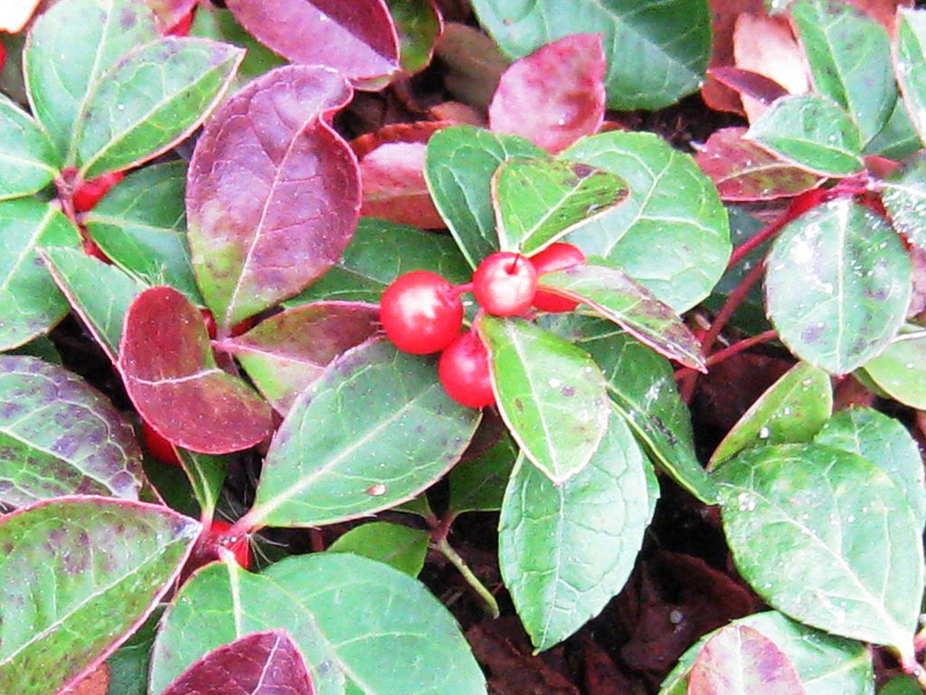 Terrarium 10 Edible Wintergreen Teaberry Plants Gaultheria procumbens Garden