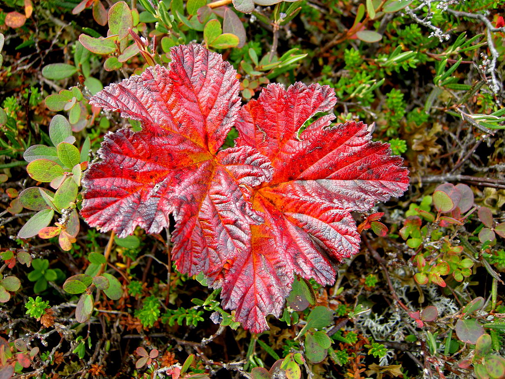 1024px-Rubus_chamaemorus