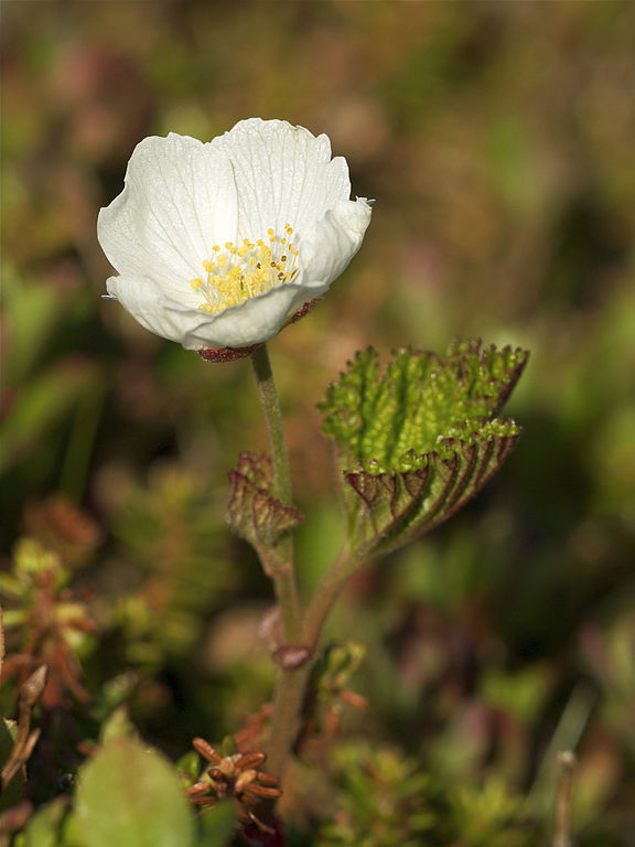 576px-Rubus_chamaemorus_LC0151