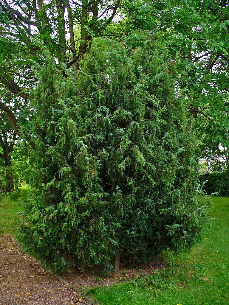768px-Juniperus_communis_001