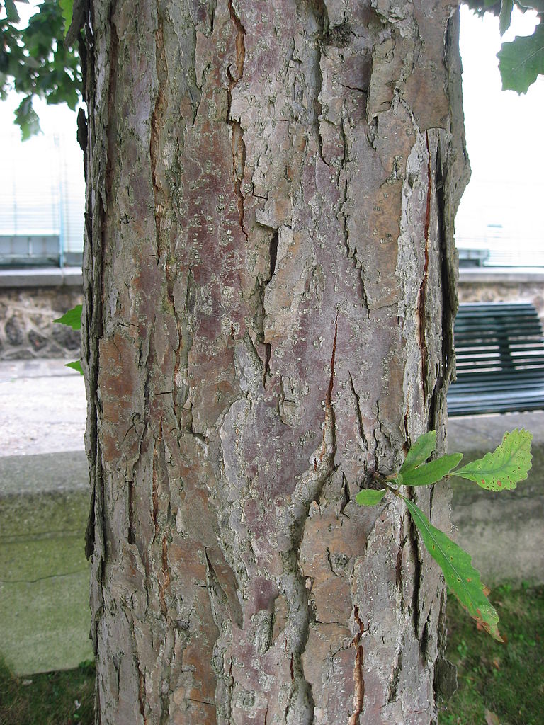 768px-Quercus_bicolor_trunk_01_by_Line1