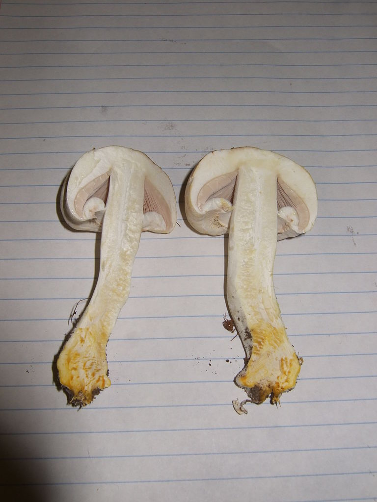 768px-Yellow_staining_mushroom