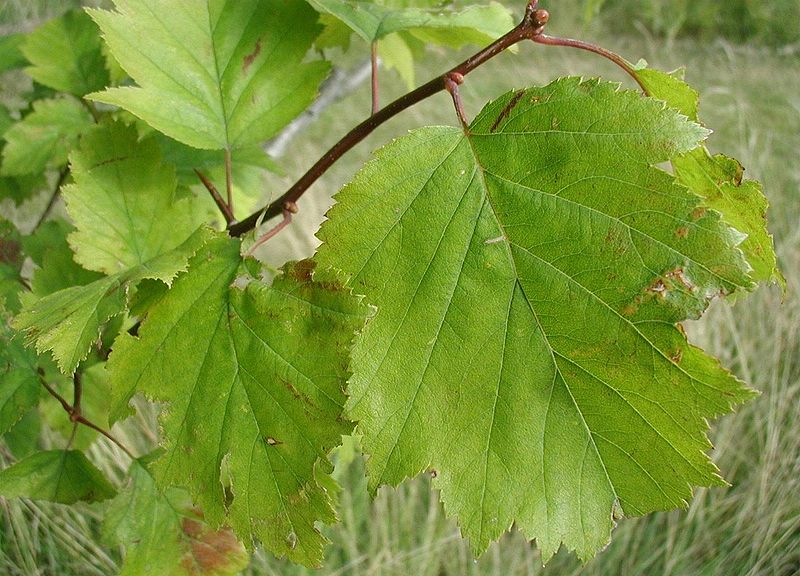 800px-Crataegus-intricata-leaves