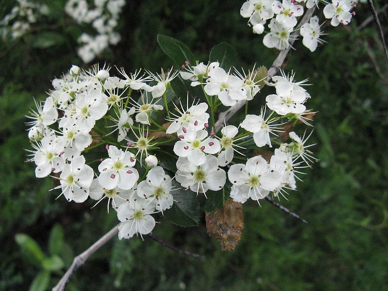 800px-Crataegus_crus-galli_flowers_1