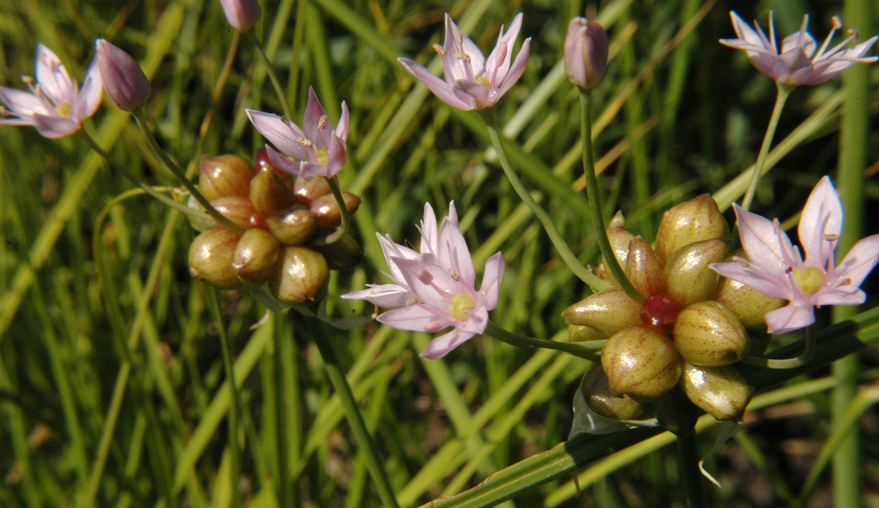 Allium canadense_WILD_ONION.jpg