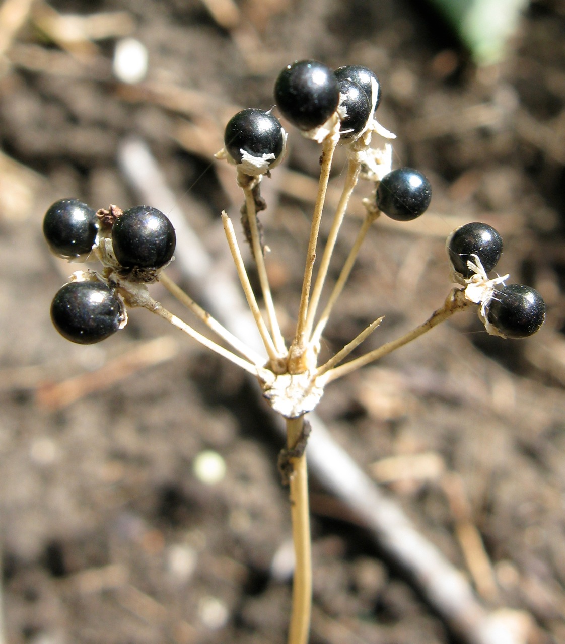 Allium_tricoccum_seeds