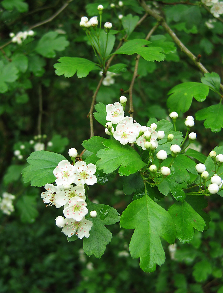 Crataegus_laevigata_x_monogyna_Blossom.jpg