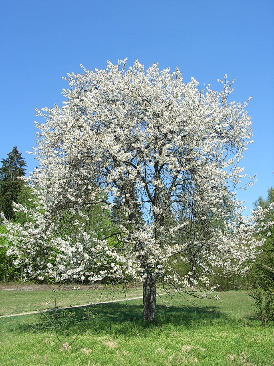 Prunus_avium