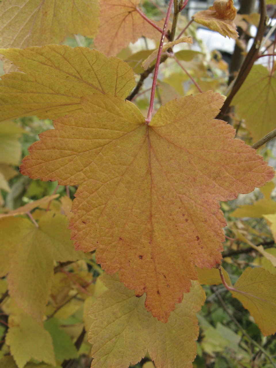 Ribes_americanum,_autumn_leaves_1.jpg