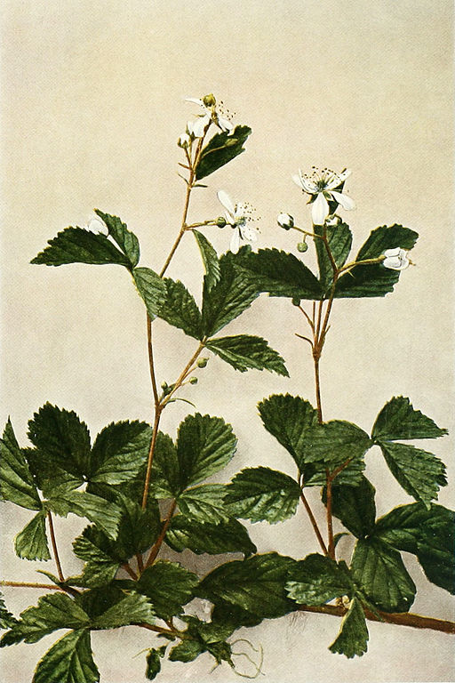 Rubus_flagellaris_WFNY-093B