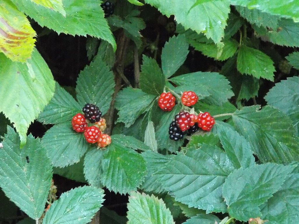 Wild_Blackberries