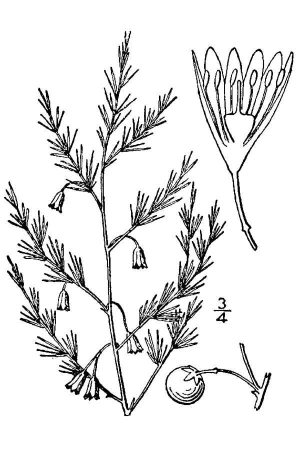 Asparagus sketch