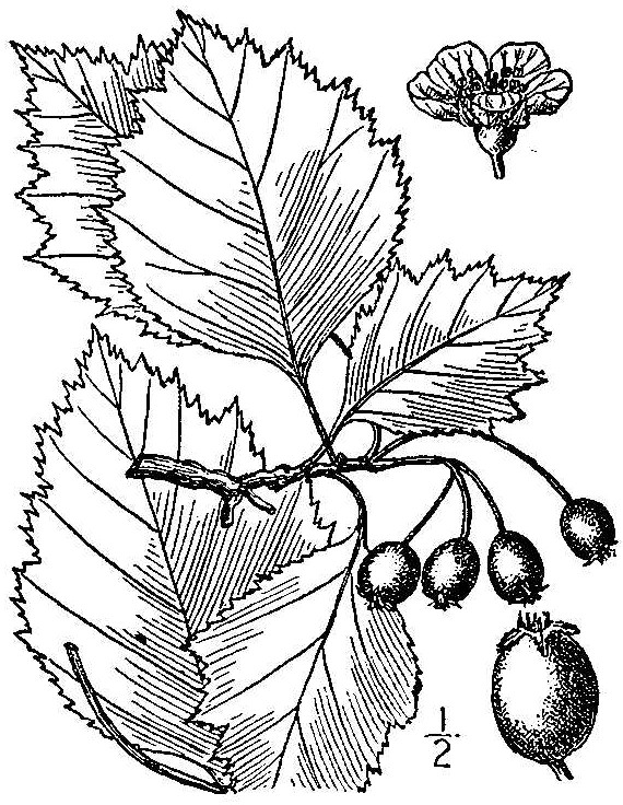 crbr3_001_lvd
