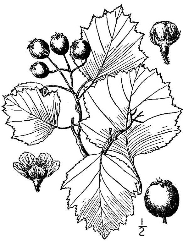 crch_001_lvd
