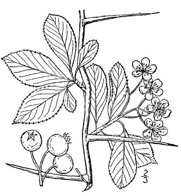 crcr2_001_lvd.jpg