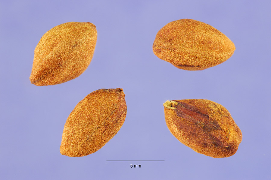 crcr2_005_lhp.jpg