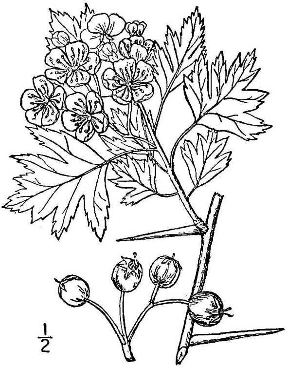 crmo3_001_lvd