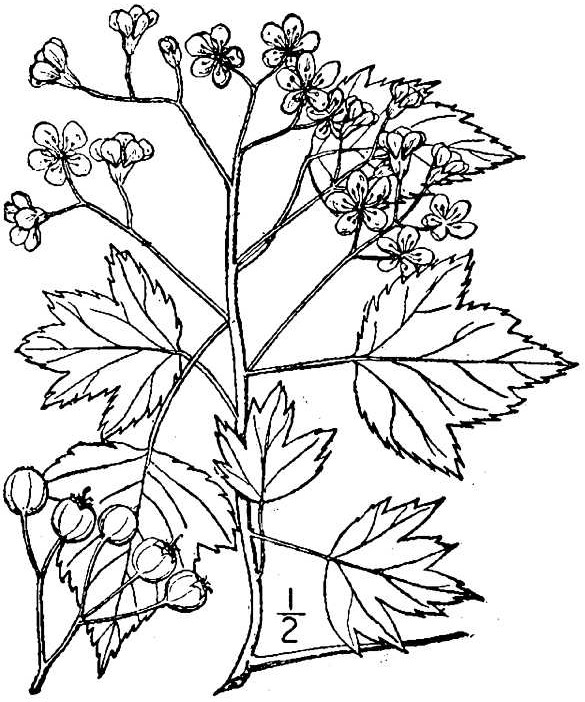 crph_001_lvd