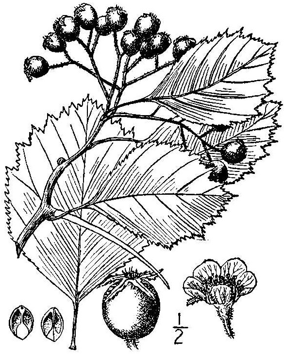 crsu5_001_lvd.jpg