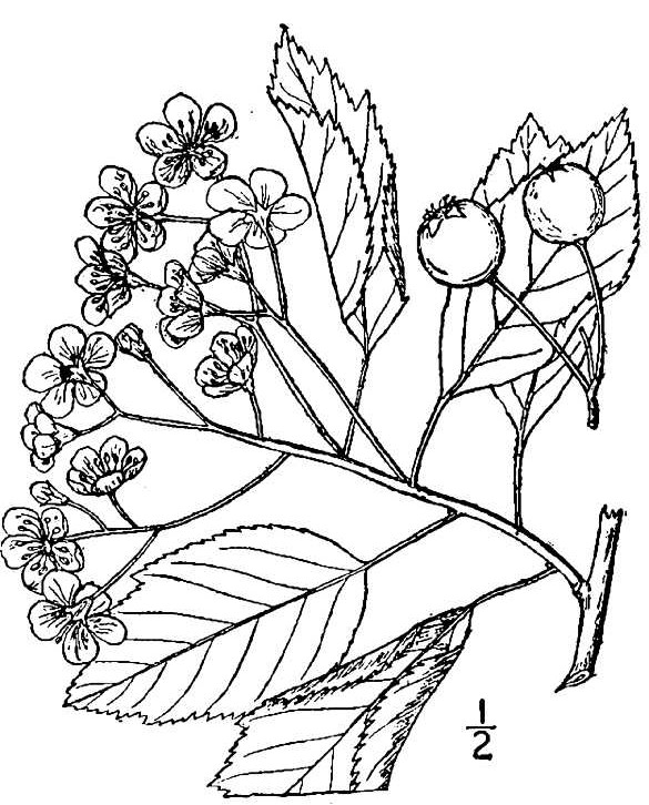 crvi2_001_lvd
